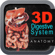 3D Digestive System st